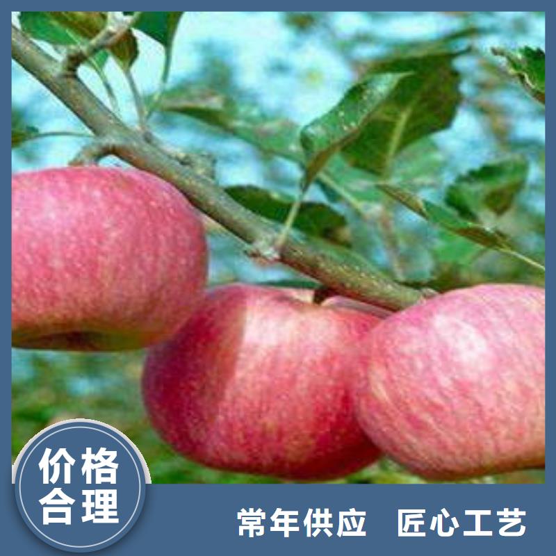 紅富士蘋果多種場景適用