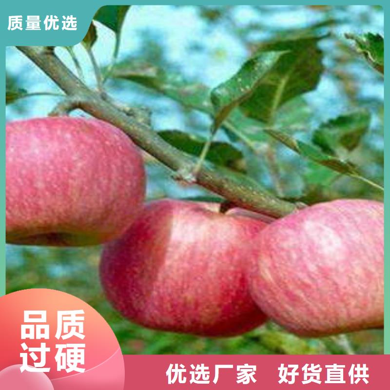 红富士苹果_苹果种植基地合作共赢