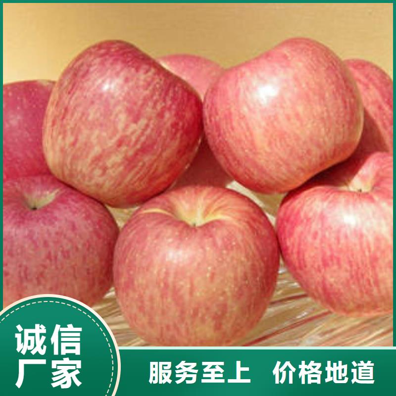 紅富士蘋果蘋果種植基地貨源報價