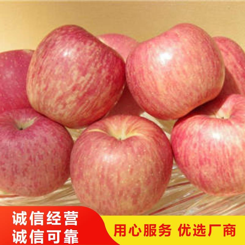 苹果批发视频-金平|南澳|韶关|揭阳|湛江|东莞|云浮|茂名景才苹果批发_ 景才农产品专业社(汕头市分公司)