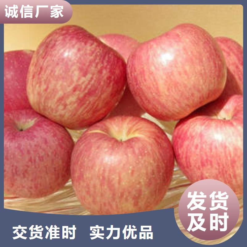 红富士苹果苹果批发现货交易