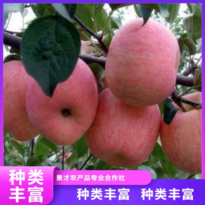 紅富士蘋果_蘋果種植基地嚴格把控質量