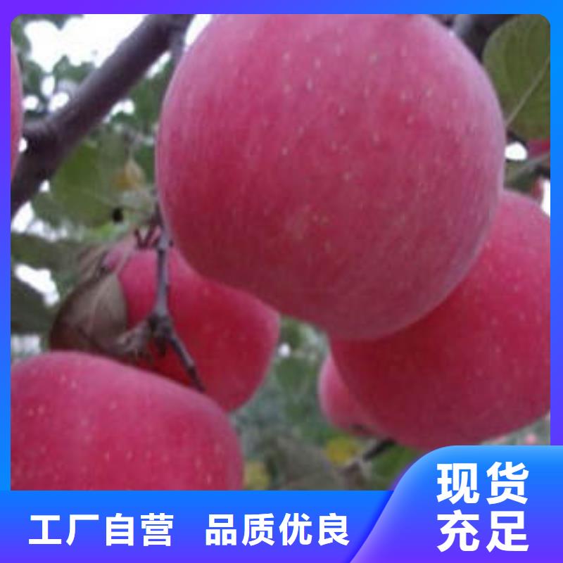 紅富士蘋果嘎啦蘋果廠家型號齊全
