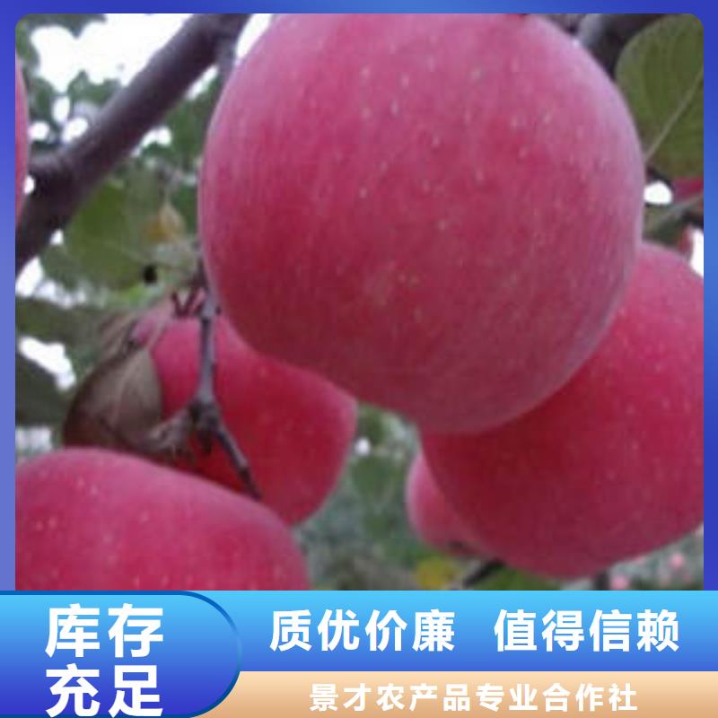 紅富士蘋果-紅富士蘋果產地專業設計