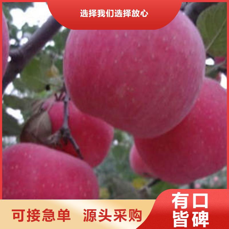 紅富士蘋果嚴格把控質量
