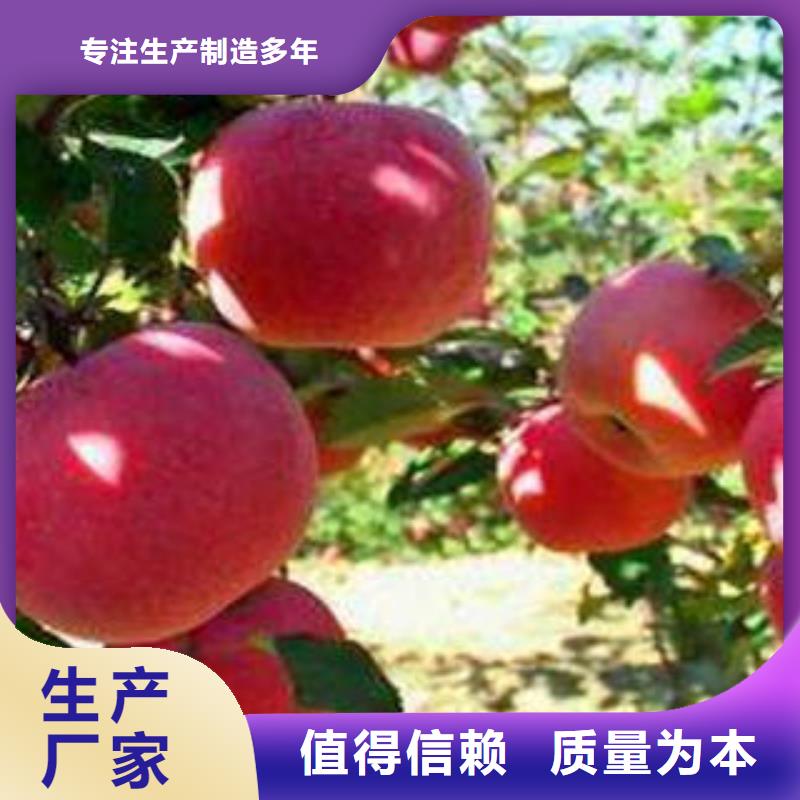 紅富士蘋果海量現貨