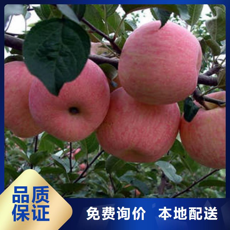 紅富士蘋果嚴格把控質量