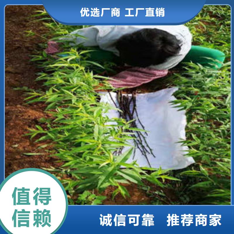 9厘米出售
