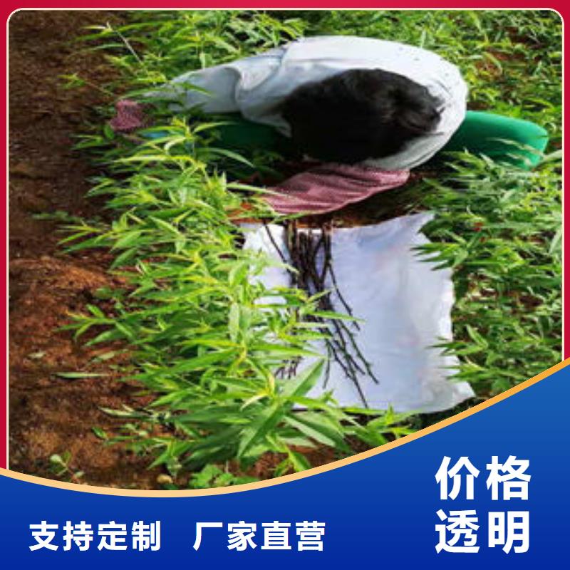 40厘米種植技術