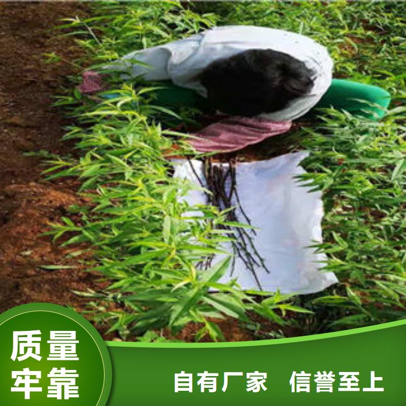 花椒苗视频-花椒苗|河南省驻马店市|确山|遂平|开封|新乡|濮阳|安阳|周口