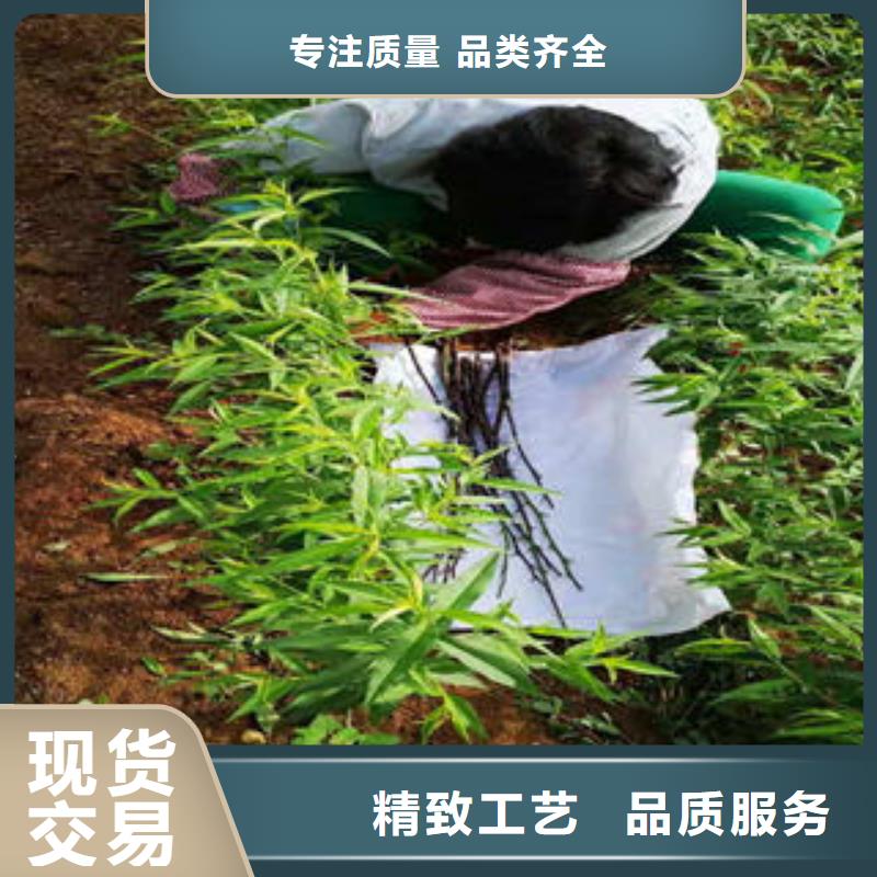 桃树苗优选原材