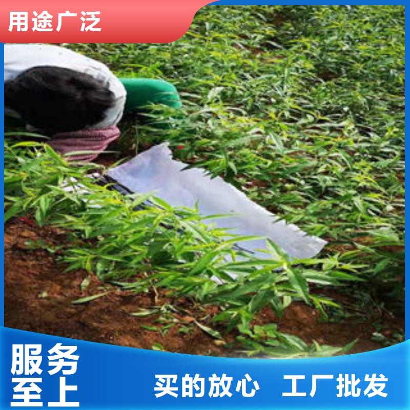 永莲蜜桃五号桃树苗0.5公分