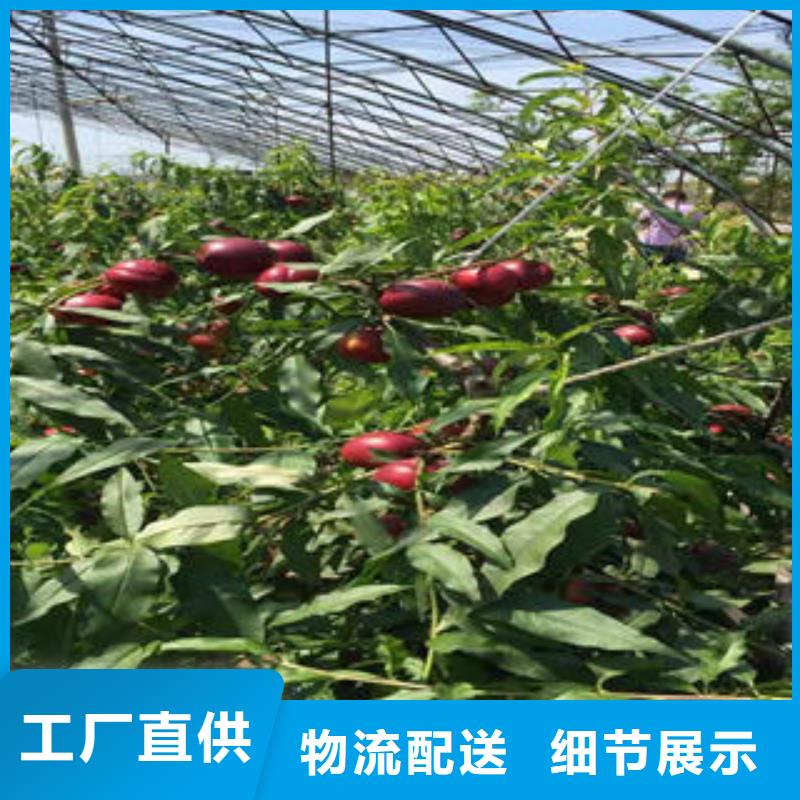 錦繡黃桃樹苗40公分