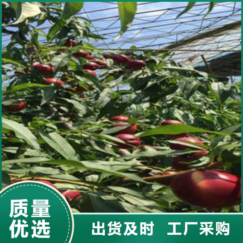 錦繡黃桃樹苗40公分