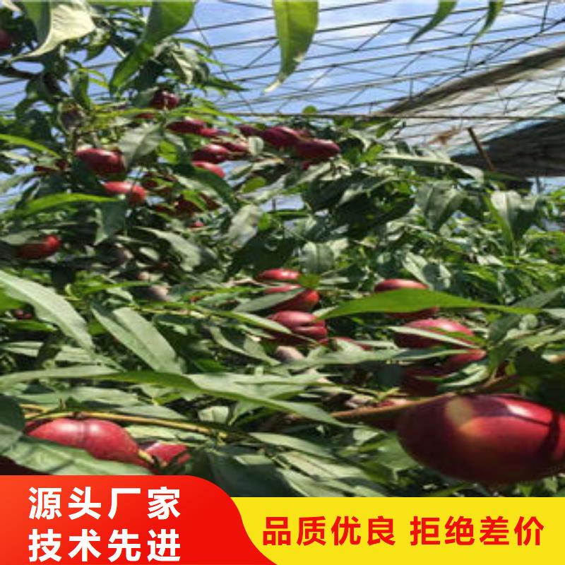 桃树苗_山楂苗值得买