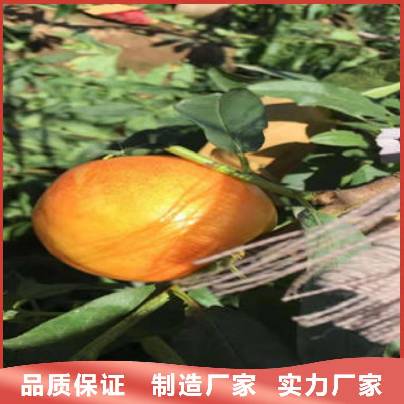 黃桃樹苗0.6厘米