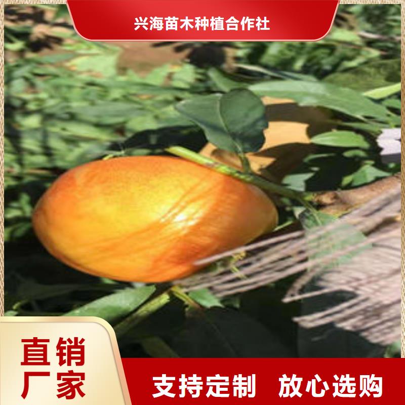 【桃樹苗-梨樹苗專業生產制造廠】