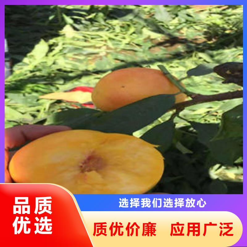 春美桃樹苗品種