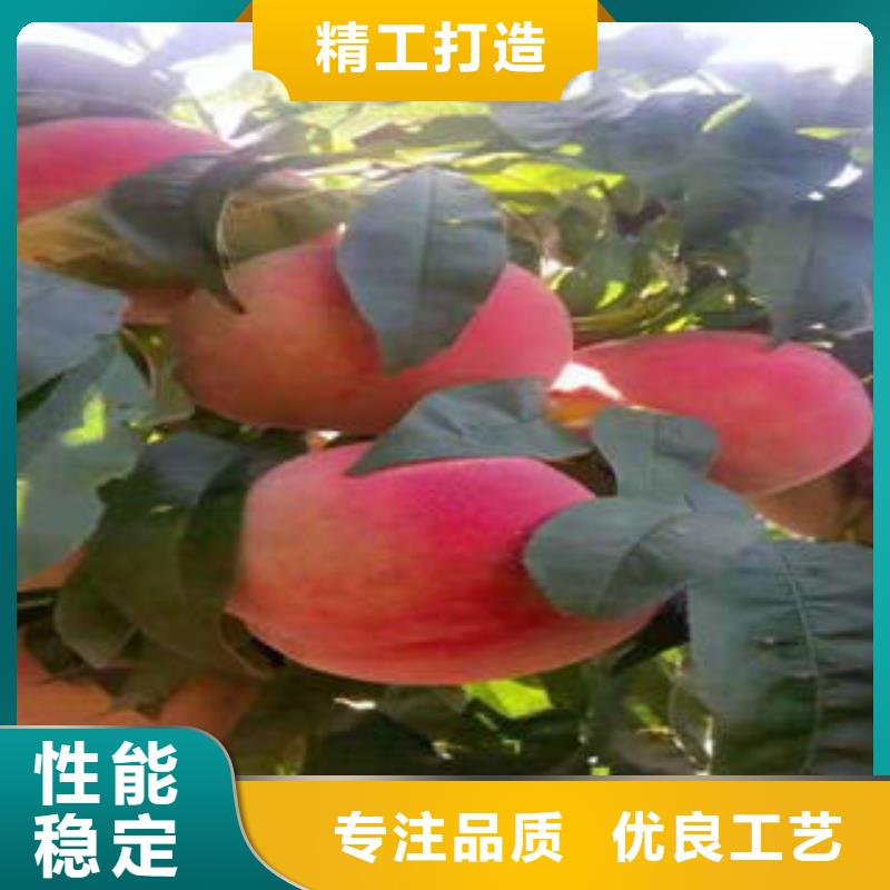 黃桃樹苗0.6厘米