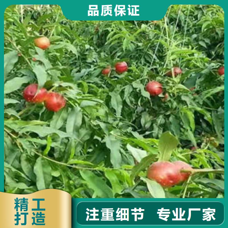 桃树苗【蓝莓苗】诚信商家