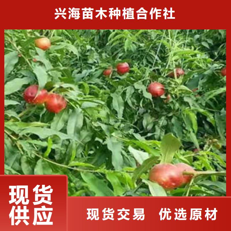 永莲蜜桃2号桃树苗5公分