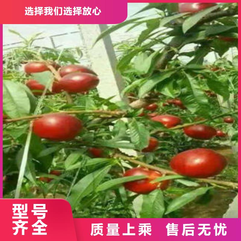 新黃金蜜1號桃樹苗40公分