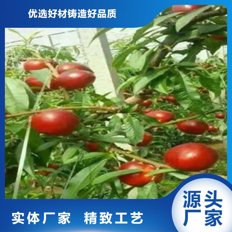 夏姬油桃树苗2公分