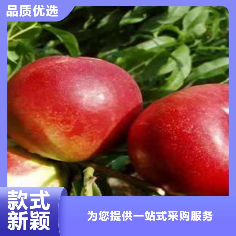 6厘米生產基地