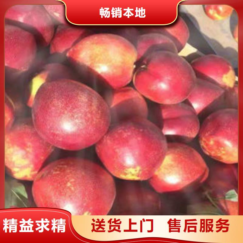 10公分一顆多少錢