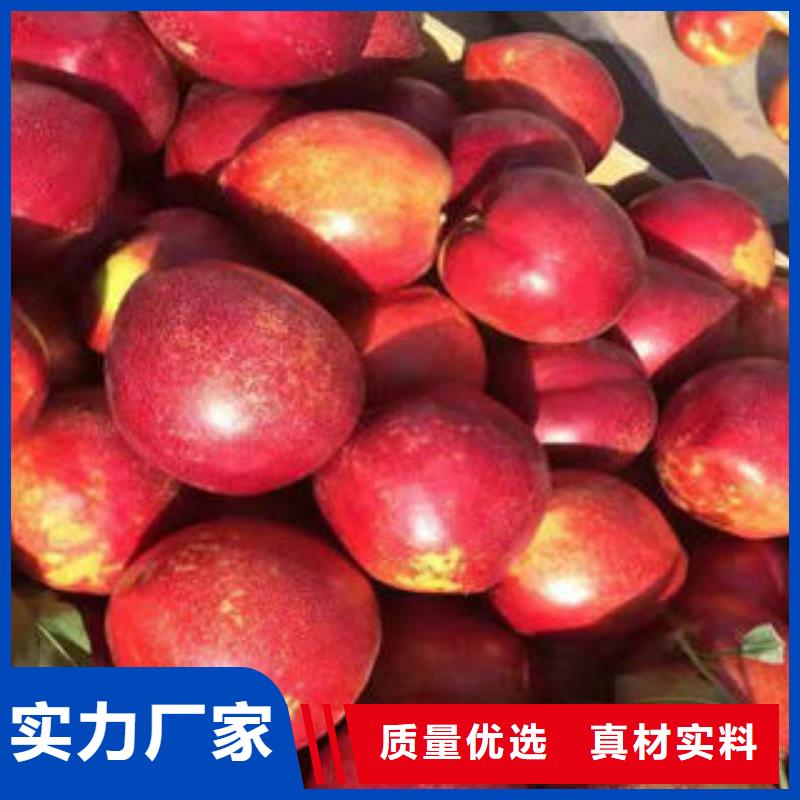 中油蟠9號桃樹苗60公分