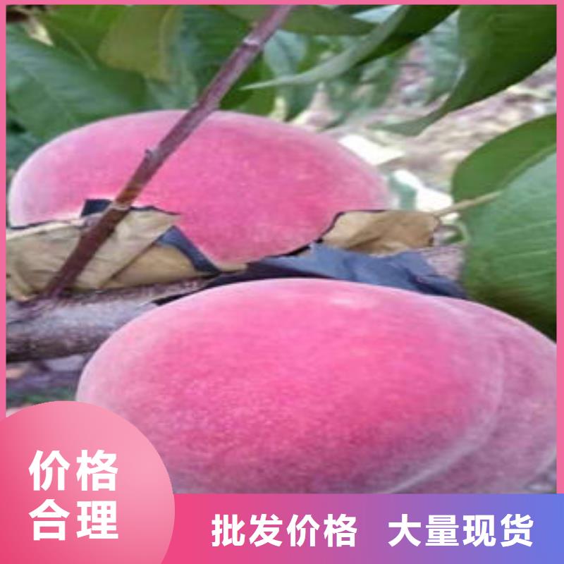 6厘米生產基地