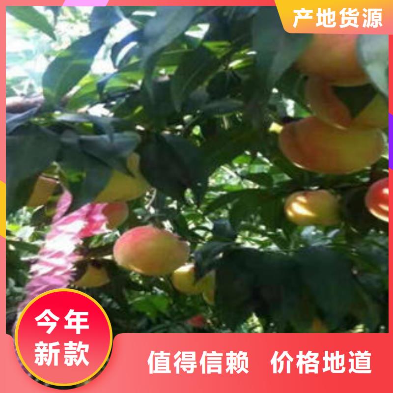 桃樹苗成活率高