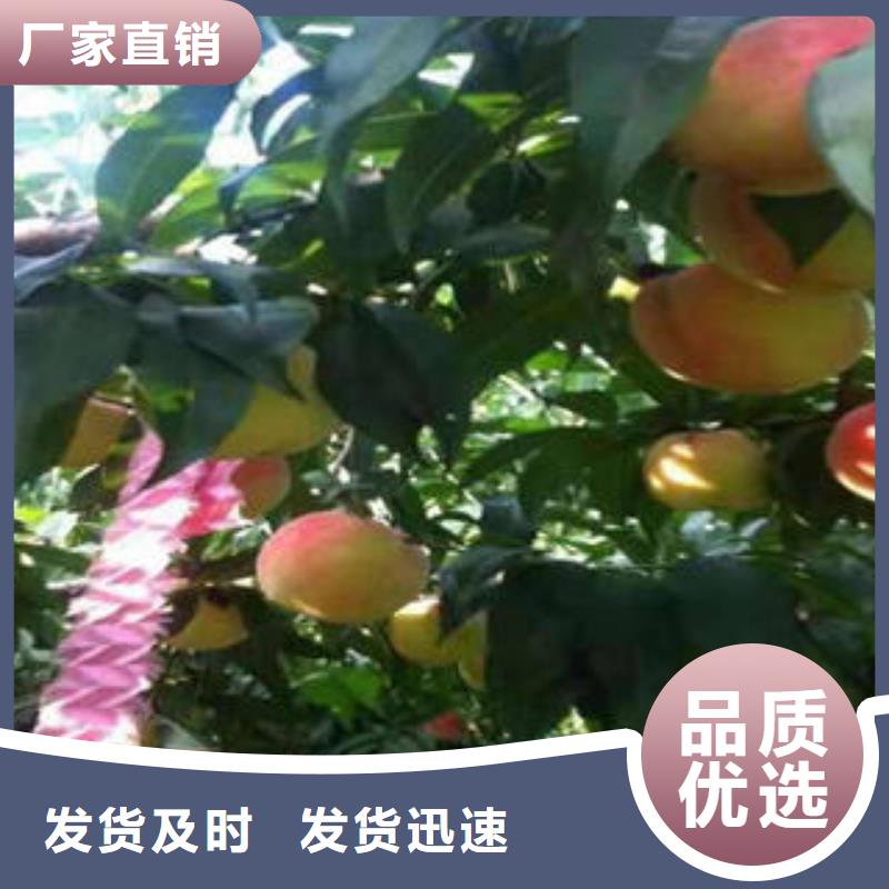 1.2米幾年結果