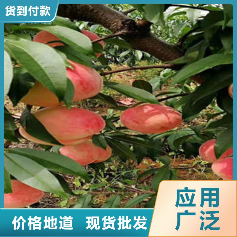 桃樹苗_山楂苗值得買
