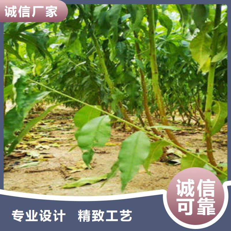 永莲蜜桃五号桃树苗0.5公分