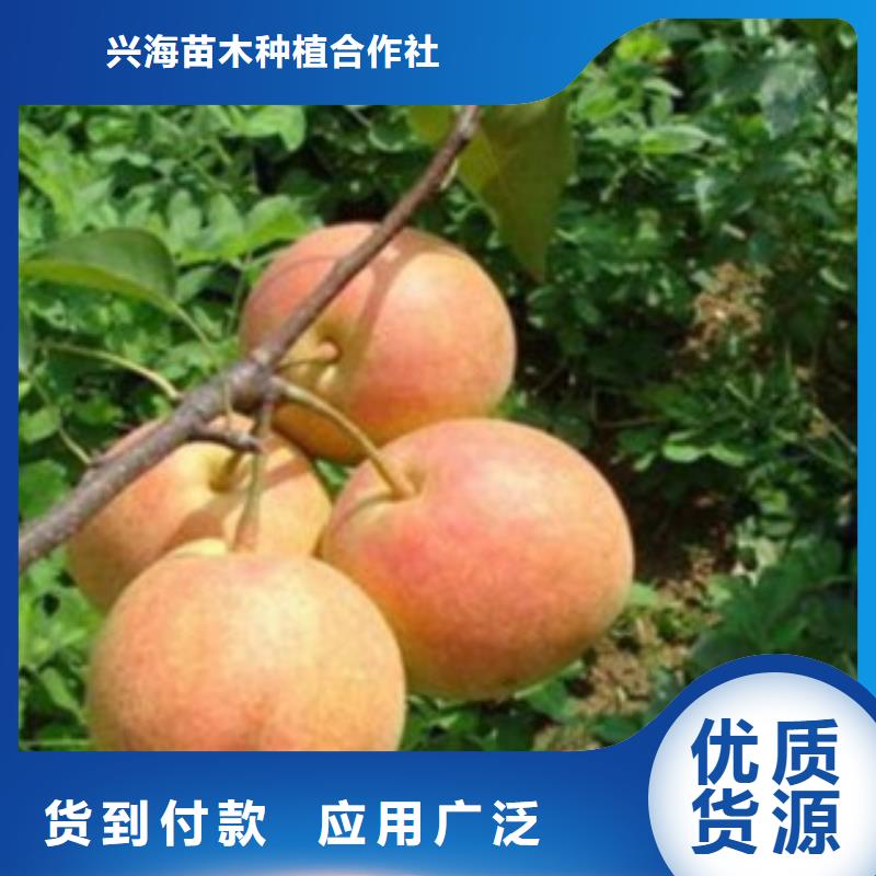 開菲梨樹苗1.2米