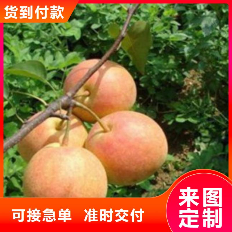 10厘米哪里的品種純