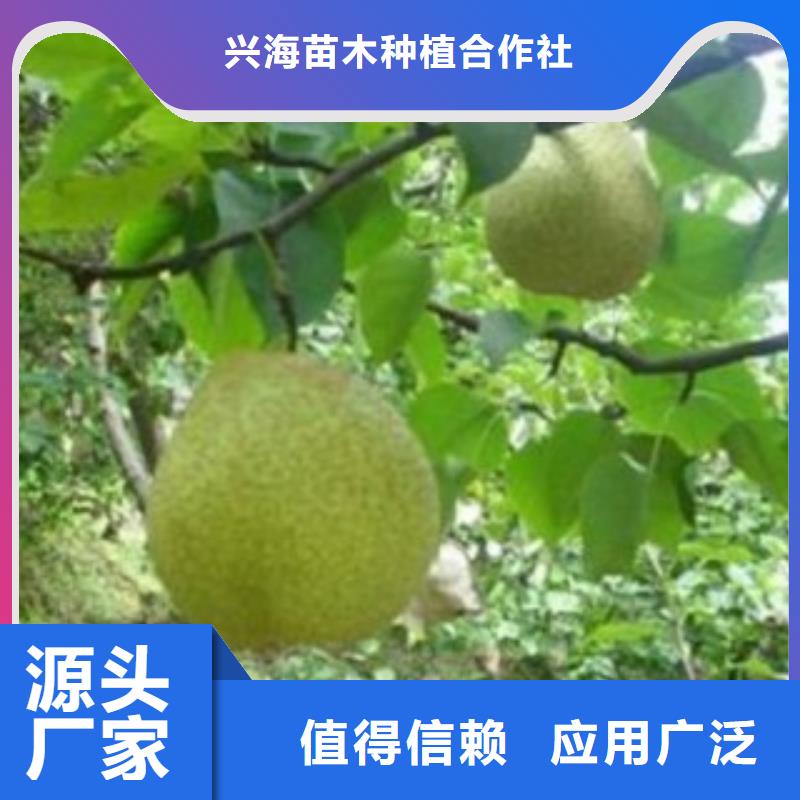 7厘米產(chǎn)地價(jià)格
