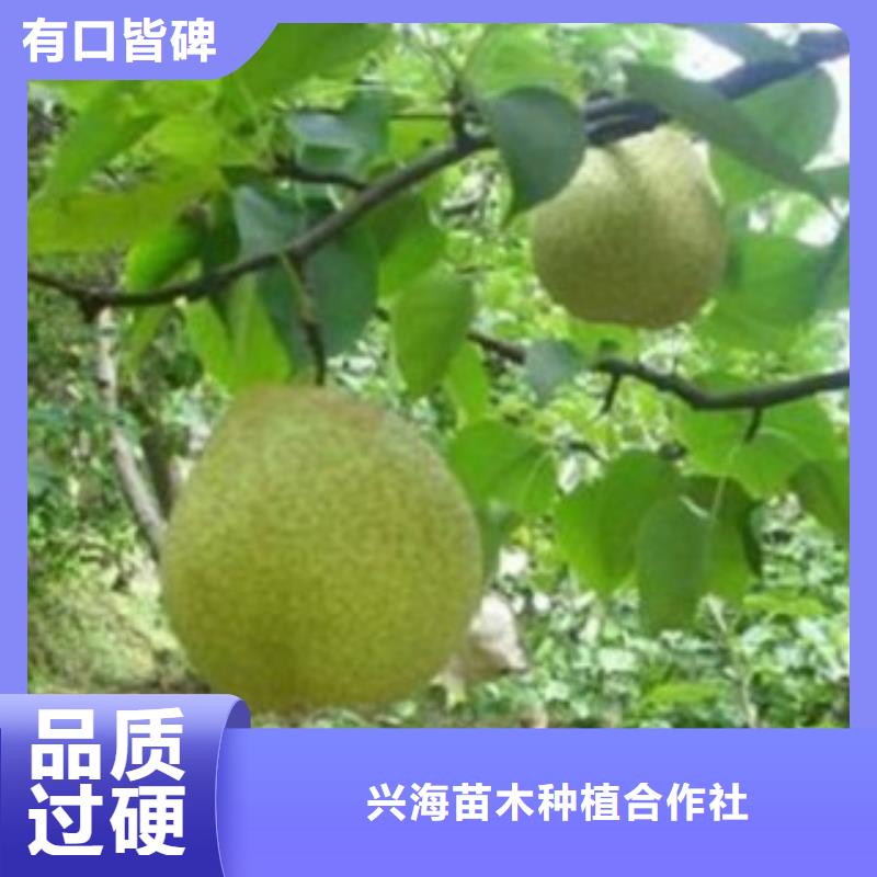 梨樹苗定制速度快工期短