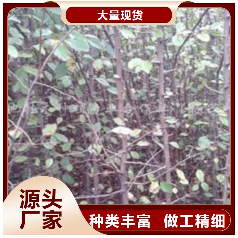 1.2公分一畝地種植利潤