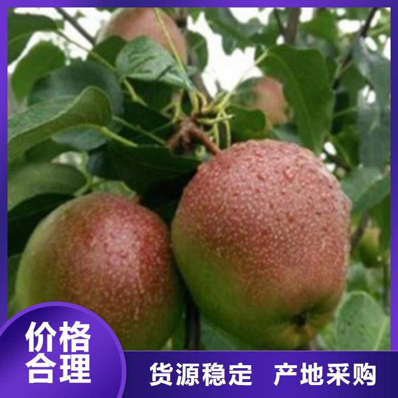 60公分品種大全