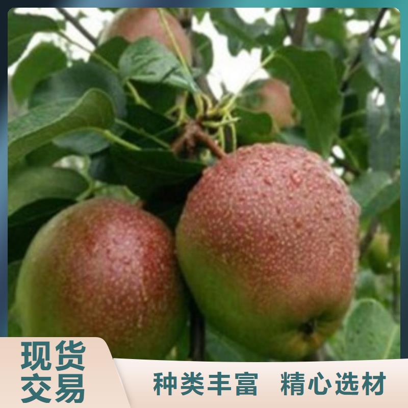 9公分什么品種好