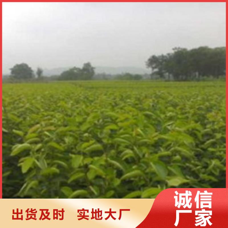 40公分批發