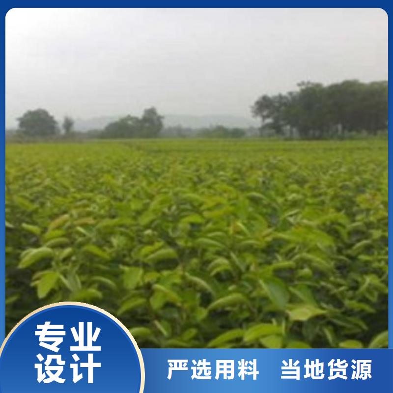 花椒苗视频-甘肃省平凉市|华亭|崇信|陇南|张掖|临夏|白银花椒苗-兴海
