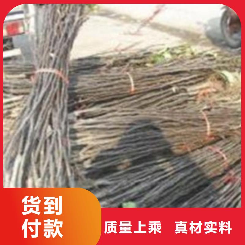 80厘米管理方式