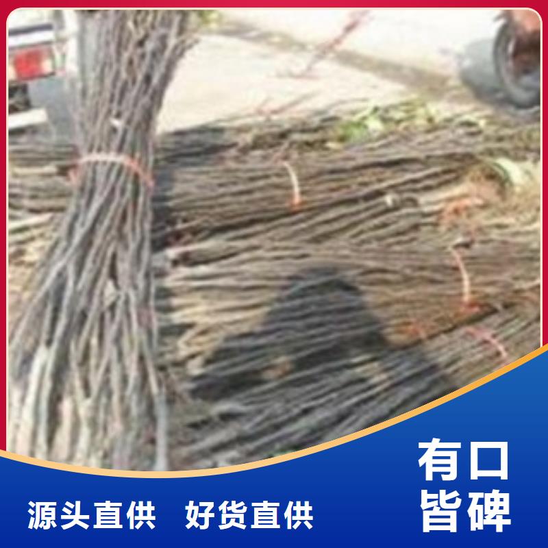 1.2公分一畝地種植利潤