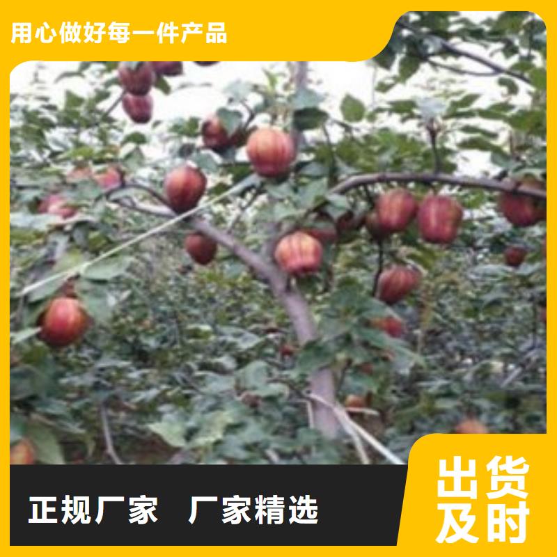 蘋香梨樹苗15公分