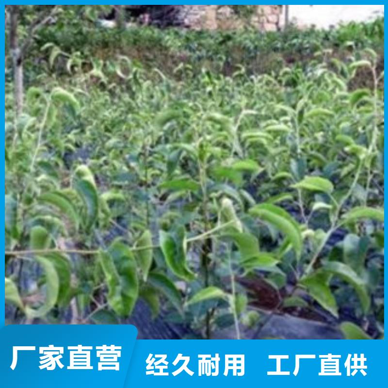 12厘米批發基地