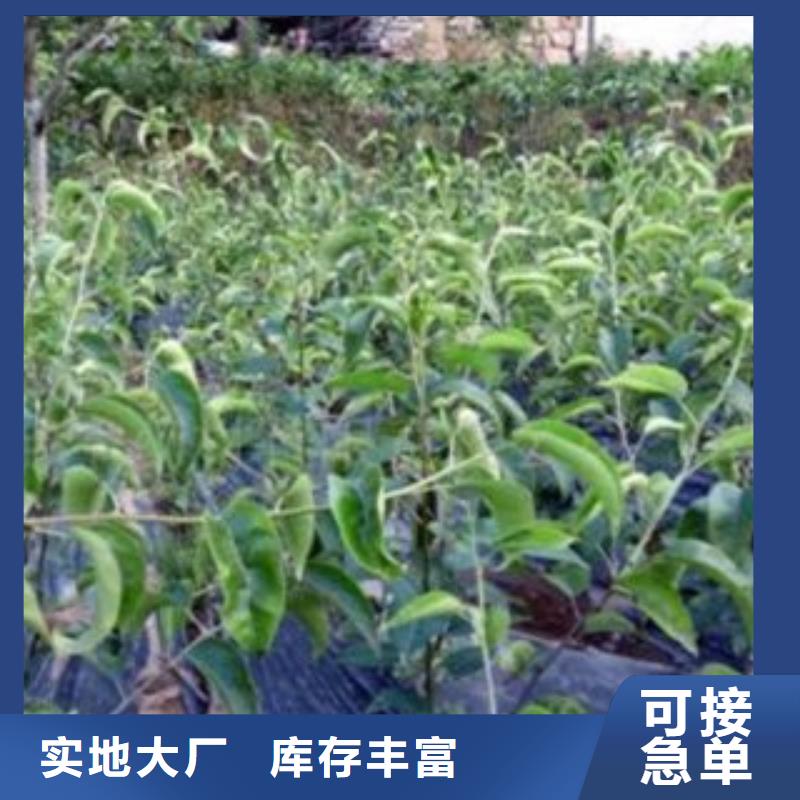 2米畝產多少