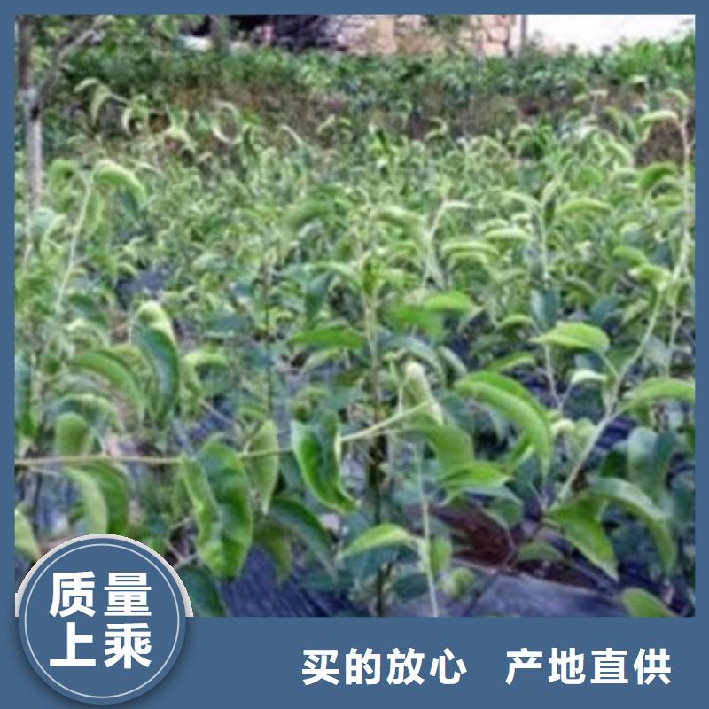 梨樹實生樹苗畝產多少